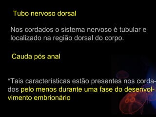 Tubo nervoso dorsal

Nos cordados o sistema nervoso é tubular e
localizado na região dorsal do corpo.

 Cauda pós anal


*Tais características estão presentes nos corda-
dos pelo menos durante uma fase do desenvol-
vimento embrionário
 