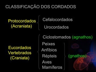 CLASSIFICAÇÃO DOS CORDADOS


Protocordados   Cefalocordados
 (Acraniata)     Urocordados

                Ciclostomados (agnathos)
                Peixes
Eucordados
                Anfíbios
Vertebrados
 (Craniata)     Répteis     (gnathos)
                Aves
                Mamíferos
 