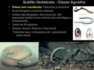 Subfilo Vertebrata - Classe Agnatha
•   Peixes sem mandíbulas: Feiticeiras e lampréias
•   Duas linhagens evolutivas distintas.
•   Ambas são alongados, sem escamas, não
    possuindo tecidos duros internos são necrófagas e
    ectoparasitas.
•   Cerca de 50 espécies.
•   Dióicos, fecund. Externa c/ fase larval
     Feiticeira (esq.) e lampréias (dir.) parasitando
       peixe ósseo.
 