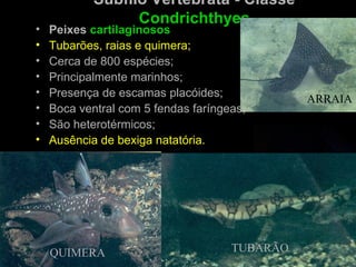 Subfilo Vertebrata - Classe
                  Condrichthyes
•   Peixes cartilaginosos
•   Tubarões, raias e quimera;
•   Cerca de 800 espécies;
•   Principalmente marinhos;
•   Presença de escamas placóides;
                                               ARRAIA
•   Boca ventral com 5 fendas faríngeas;
•   São heterotérmicos;
•   Ausência de bexiga natatória.




    QUIMERA                          TUBARÃO
 