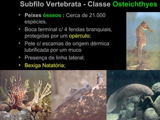 Subfilo Vertebrata - Classe Osteichthyes
• Peixes ósseos : Cerca de 21.000
  espécies.
• Boca terminal c/ 4 fendas branquiais,
  protegidas por um opérculo;
• Pele c/ escamas de origem dérmica
  lubrificada por um muco
• Presença de linha lateral;
• Bexiga Natatória;
 