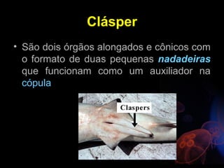 Clásper
• São dois órgãos alongados e cônicos com
  o formato de duas pequenas nadadeiras
  que funcionam como um auxiliador na
  cópula
 