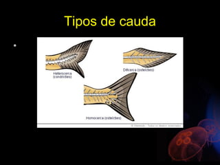 Tipos de cauda
•
 