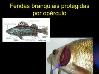 Fendas branquiais protegidas
       por opérculo
 