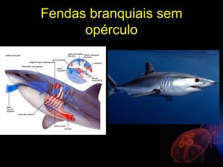 Fendas branquiais sem
      opérculo
 