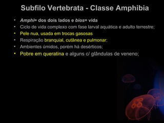 Subfilo Vertebrata - Classe Amphibia
•   Amphi= dos dois lados e bios= vida
•   Ciclo de vida complexo com fase larval aquática e adulto terrestre;
•   Pele nua, usada em trocas gasosas
•   Respiração branquial, cutânea e pulmonar;
•   Ambientes úmidos, porém há desérticos;
• Pobre em queratina e alguns c/ glândulas de veneno;
 