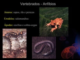 Vertebrados - Anfíbios

Anuros: sapos, rãs e perecas

Urodelos: salamandras

Ápodes: cecílias e cobra-cegas
 