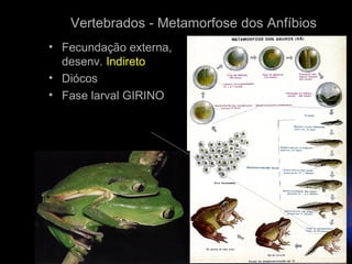 Vertebrados - Metamorfose dos Anfíbios
• Fecundação externa,
  desenv. Indireto
• Diócos
• Fase larval GIRINO
 