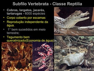 Subfilo Vertebrata - Classe Reptilia
• Cobras, largatos, jacarés,
  tartarugas - 6000 espécies
• Corpo coberto por escamas
• Reprodução independente da
  água.
• 1° bem sucedidos em meio
  terrestre;
• Tegumento bem
  queratinizado(Economia de água)
 