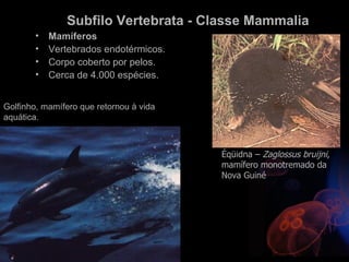Subfilo Vertebrata - Classe Mammalia
        •   Mamíferos
        •   Vertebrados endotérmicos.
        •   Corpo coberto por pelos.
        •   Cerca de 4.000 espécies.


Golfinho, mamífero que retornou à vida
aquática.



                                         Éqüidna – Zaglossus bruijni,
                                         mamífero monotremado da
                                         Nova Guiné
 