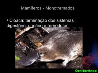 Mamíferos - Monotremados

• Cloaca: terminação dos sistemas
digestório, urinário e reprodutor




                                    Ornitorrinco
 