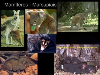 Mamíferos - Marsupiais
 