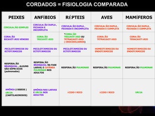 CORDADOS = FISIOLOGIA COMPARADA

   PEIXES            ANFÍBIOS                RÉPTEIS                  AVES             MAMÍFEROS
                     CIRCULAÇÃO DUPLA ,
                                          CIRCULAÇÃO DUPLA ,      CIRCULAÇÃO DUPLA ,    CIRCULAÇÃO DUPLA ,
CIRCULAÇÃO SIMPLES   FECHADA E
                                          FECHADA E INCOMPLETA    FECHADA E COMPLETA    FECHADA E COMPLETA
                     INCOMPLETA
                                           *CORAÇÃO
CORAÇÃO                CORAÇÃO             TRICAVITÁRIO OU         CORAÇÃO                CORAÇÃO
BICAVITÁRIO VENOSO     TRICAVITÁRIO        TETRACAVITÁRIO          TETRACAVITÁRIO         TERACAVITÁRIO
                                           ( CROCODILIANOS)


PECILOTÉRMICOS OU    PECILOTÉRMICOS OU     PECILOTÉRMICOS OU      HOMEOTÉRMICOS OU      HOMEOTÉRMICOS OU
ECTOTÉRMICOS         ECTOTÉRMICOS          ECTOTÉRMICOS           ENDOTÉRMICOS          ENDOTÉRMICOS




                     RESPIRAÇÃO
RESPIRAÇÃO
                     BRANQUIAL NA FASE
BRANQUIAL , ALGUNS
                     LARVAL E CUTÂNEA     RESPIRAÇÃO PULMONAR    RESPIRAÇÃO PULMONAR   RESPIRAÇÃO PULMONAR
SÃO DIPNÓICOS
                     PULMONAR NOS
(pulmonados)
                     ADULTOS




 AMÔNIA (ÓSSEOS )    AMÔNIA NAS LARVAS
 URÉIA               E URÉIA NOS              ÁCIDO ÚRICO            ÁCIDO ÚRICO              URÉIA
 (CARTILAGINOSOS)    ADULTOS
 