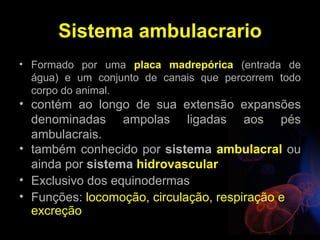 Sistema ambulacrario
• Formado por uma placa madrepórica (entrada de
  água) e um conjunto de canais que percorrem todo
  corpo do animal.
• contém ao longo de sua extensão expansões
  denominadas ampolas ligadas aos pés
  ambulacrais.
• também conhecido por sistema ambulacral ou
  ainda por sistema hidrovascular
• Exclusivo dos equinodermas
• Funções: locomoção, circulação, respiração e
  excreção
 