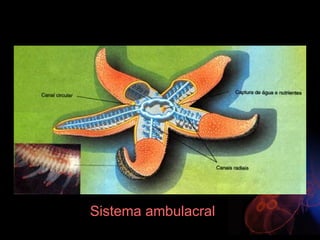 Sistema ambulacral
 