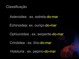 Classificação

  Asteroidea : ex. estrela-do-mar

  Echinoidea: ex. ouriço-do-mar

  Ophiuroidea : ex. serpente-do-mar

  Crinóidea : ex. lírio-do-mar

  Holoturia : ex. pepino-do-mar
 