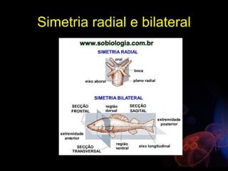 Simetria radial e bilateral
 