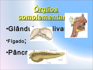 Órgãos
complementares
•Glândulas salivares;
•Fígado ;

•Pâncreas.

 