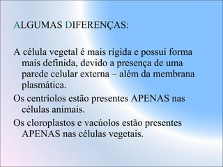 ALGUMAS DIFERENÇAS:
A célula vegetal é mais rígida e possui forma
mais definida, devido a presença de uma
parede celular externa – além da membrana
plasmática.
Os centríolos estão presentes APENAS nas
células animais.
Os cloroplastos e vacúolos estão presentes
APENAS nas células vegetais.

 