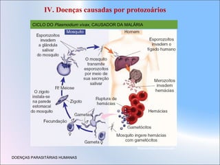 IV. Doenças causadas por protozoários
CICLO DO Plasmodium vivax, CAUSADOR DA MALÁRIA

Representação sem escala

DOENÇAS PARASITÁRIAS HUMANAS

 