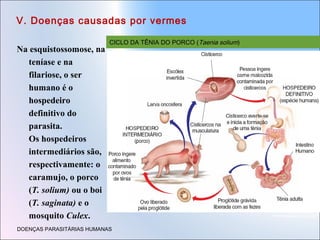 V. Doenças causadas por vermes
Na esquistossomose, na
teníase e na
filariose, o ser
humano é o
hospedeiro
definitivo do
parasita.
Os hospedeiros
intermediários são,
respectivamente: o
caramujo, o porco
(T. solium) ou o boi
(T. saginata) e o
mosquito Culex.

CICLO DA TÊNIA DO PORCO (Taenia solium)

DOENÇAS PARASITÁRIAS HUMANAS

Representação sem escala

 