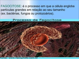 FAGOCITOSE: é o processo em que a célula engloba
partículas grandes em relação ao seu tamanho
(ex.:bactérias, fungos ou protozoários).

 
