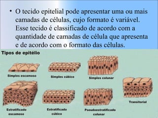 • O tecido epitelial pode apresentar uma ou mais
camadas de células, cujo formato é variável.
Esse tecido é classificado de acordo com a
quantidade de camadas de célula que apresenta
e de acordo com o formato das células.

 