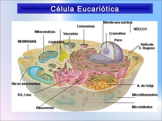 Célula Eucariótica

 