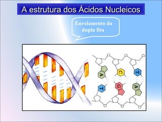 A estrutura dos Ácidos Nucleicos
Enrolamento da
dupla fita

 