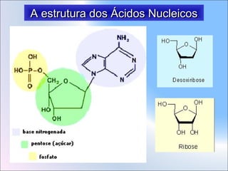 A estrutura dos Ácidos Nucleicos

 