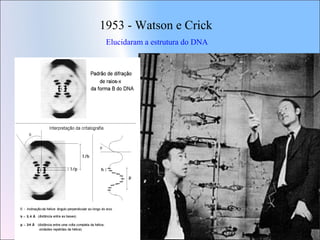 1953 - Watson e Crick
Elucidaram a estrutura do DNA

 