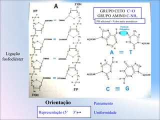 GRUPO CETO C=O
GRUPO AMINO C-NH2
PH adicional - N dos anéis aromáticos

Ligação
fosfodiéster

Orientação
Representação (5’

Pareamento
3’)

Uniformidade

 
