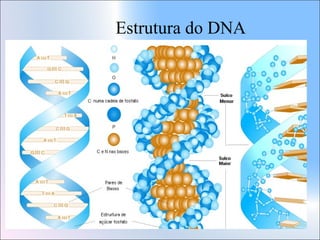 Estrutura do DNA

 