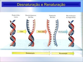 Desnaturação e Renaturação

 