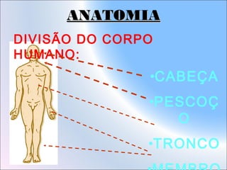 ANATOMIA
DIVISÃO DO CORPO
HUMANO:

•CABEÇA
•PESCOÇ
O
•TRONCO

 