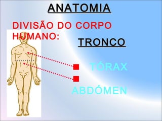 ANATOMIA
DIVISÃO DO CORPO
HUMANO:

TRONCO
TÓRAX

ABDÓMEN

 