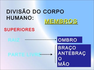 DIVISÃO DO CORPO
HUMANO:

MEMBROS

SUPERIORES

RAIZ

OMBRO

PARTE LIVRE

BRAÇO
ANTEBRAÇ
O
MÃO

 