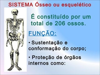 SISTEMA Ósseo ou esquelético

É constituído por um
total de 206 ossos.
FUNÇÃO:
• Sustentação e
conformação do corpo;
• Proteção de órgãos
internos como:

 