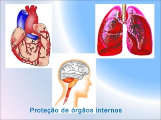 Proteção de órgãos internos

 