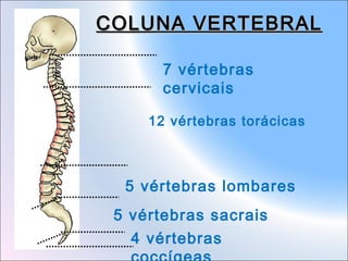 COLUNA VERTEBRAL
7 vértebras
cervicais
12 vértebras torácicas

5 vértebras lombares
5 vértebras sacrais
4 vértebras

 
