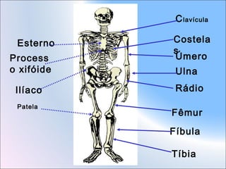 C lavícula
Esterno
Process
o xifóide
Ilíaco
Patela

Costela
s
Úmero
Ulna
Rádio
Fêmur
Fíbula
Tíbia

 