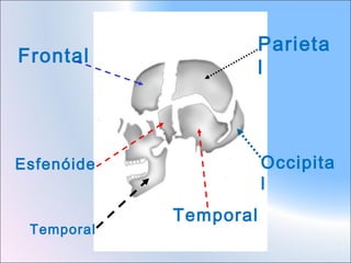 Parieta
l

Frontal

Occipita
l

Esfenóide

Temporal

Temporal

 