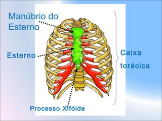 Manúbrio do
Esterno
Esterno

Caixa
torácica

Processo Xifóide

 