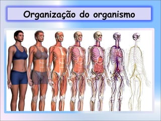Organização do organismo

 