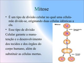 Mitose
• É um tipo de divisão celular no qual uma célulamãe divide-se, originando duas células idênticas a
ela.
• Esse tipo de divisão
Celular garante a manutenção e o desenvolvimento
dos tecidos e dos órgãos do
corpo humano, além de
substituir as células mortas.

 
