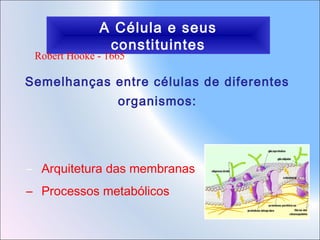 A Célula e seus
constituintes

Robert Hooke - 1665

Semelhanças entre células de diferentes
organismos:

– Arquitetura das membranas
– Processos metabólicos

 