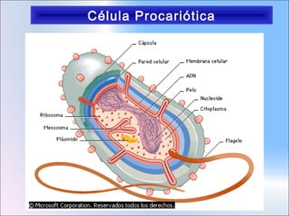 Célula Procariótica

 