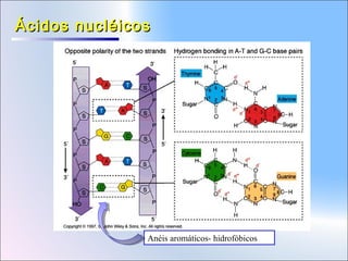 Ácidos nucléicos

Anéis aromáticos- hidrofóbicos

 