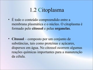 1.2 Citoplasma
• É todo o conteúdo compreendido entre a
membrana plasmática e o núcleo. O citoplasma é
formado pelo citossol e pelas organelas.
• Citossol – composto por um conjunto de
substâncias, tais como proteínas e açúcares,
dispersos em água. No citossol ocorrem algumas
reações químicas importantes para a manutenção
da célula.

 