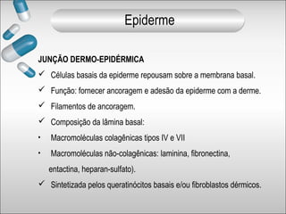 JUNÇÃO DERMO-EPIDÉRMICA
 Células basais da epiderme repousam sobre a membrana basal.
 Função: fornecer ancoragem e adesão da epiderme com a derme.
 Filamentos de ancoragem.
 Composição da lâmina basal:
• Macromoléculas colagênicas tipos IV e VII
• Macromoléculas não-colagênicas: laminina, fibronectina,
entactina, heparan-sulfato).
 Sintetizada pelos queratinócitos basais e/ou fibroblastos dérmicos.
Epiderme
 